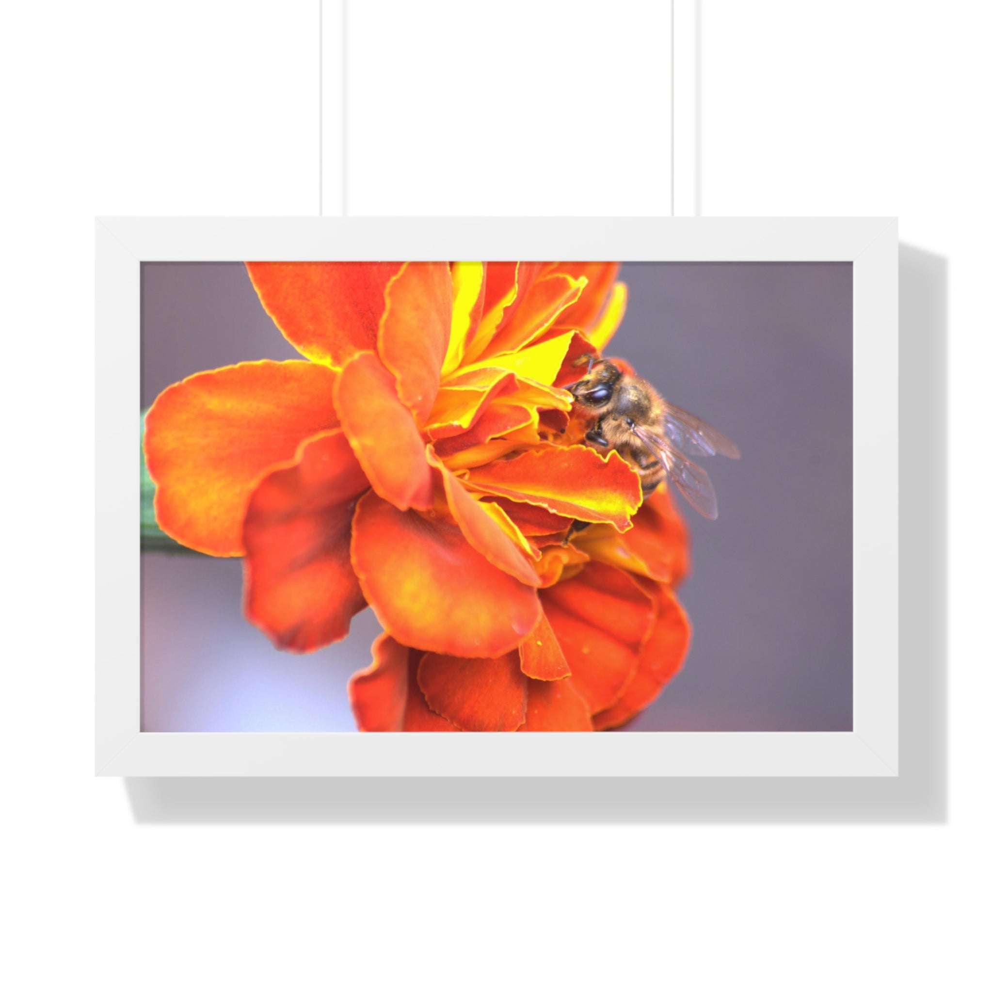 Honeybee on Marigold - Framed Horizontal Poster