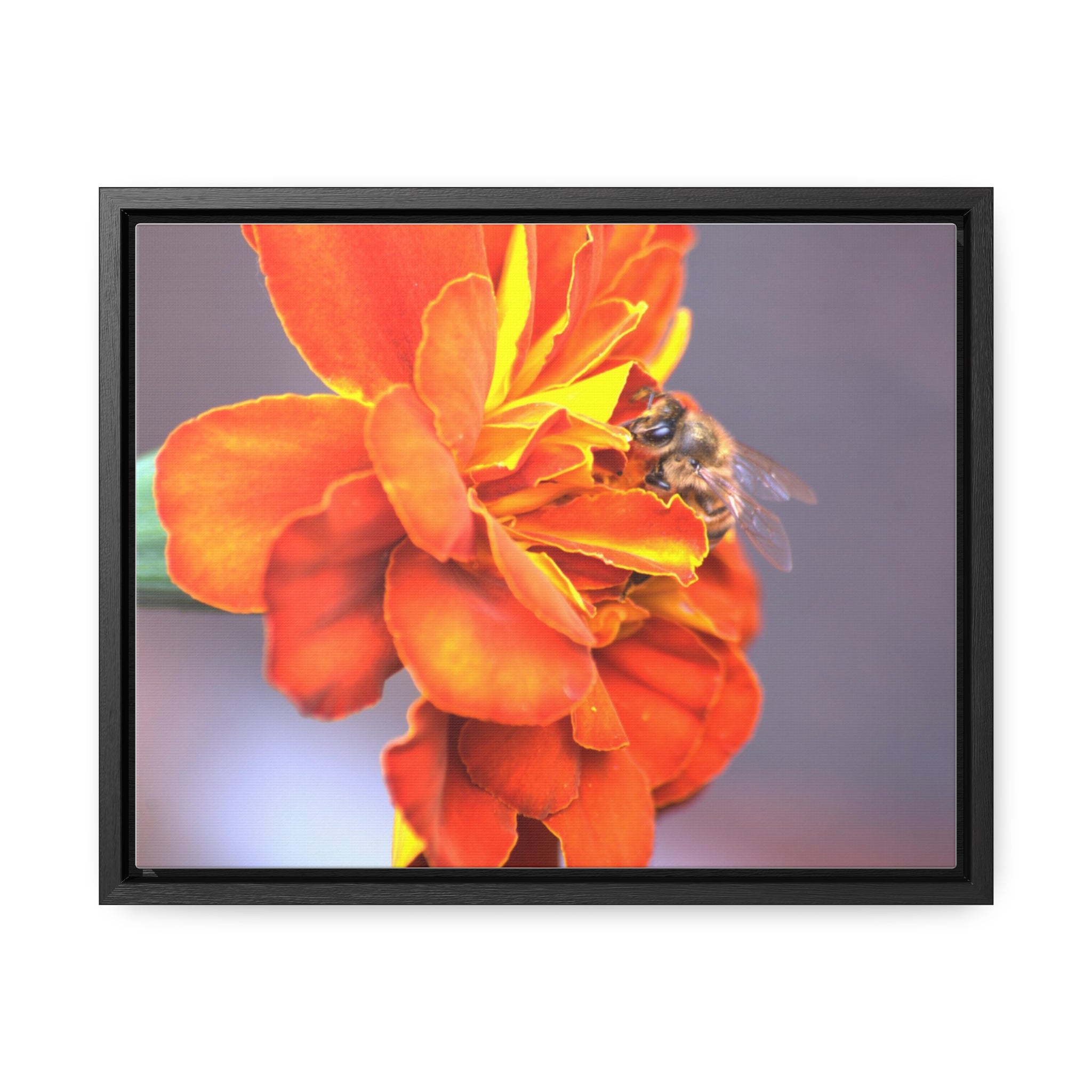 Honeybee on Marigold - Gallery Canvas Wraps, Horizontal Frame