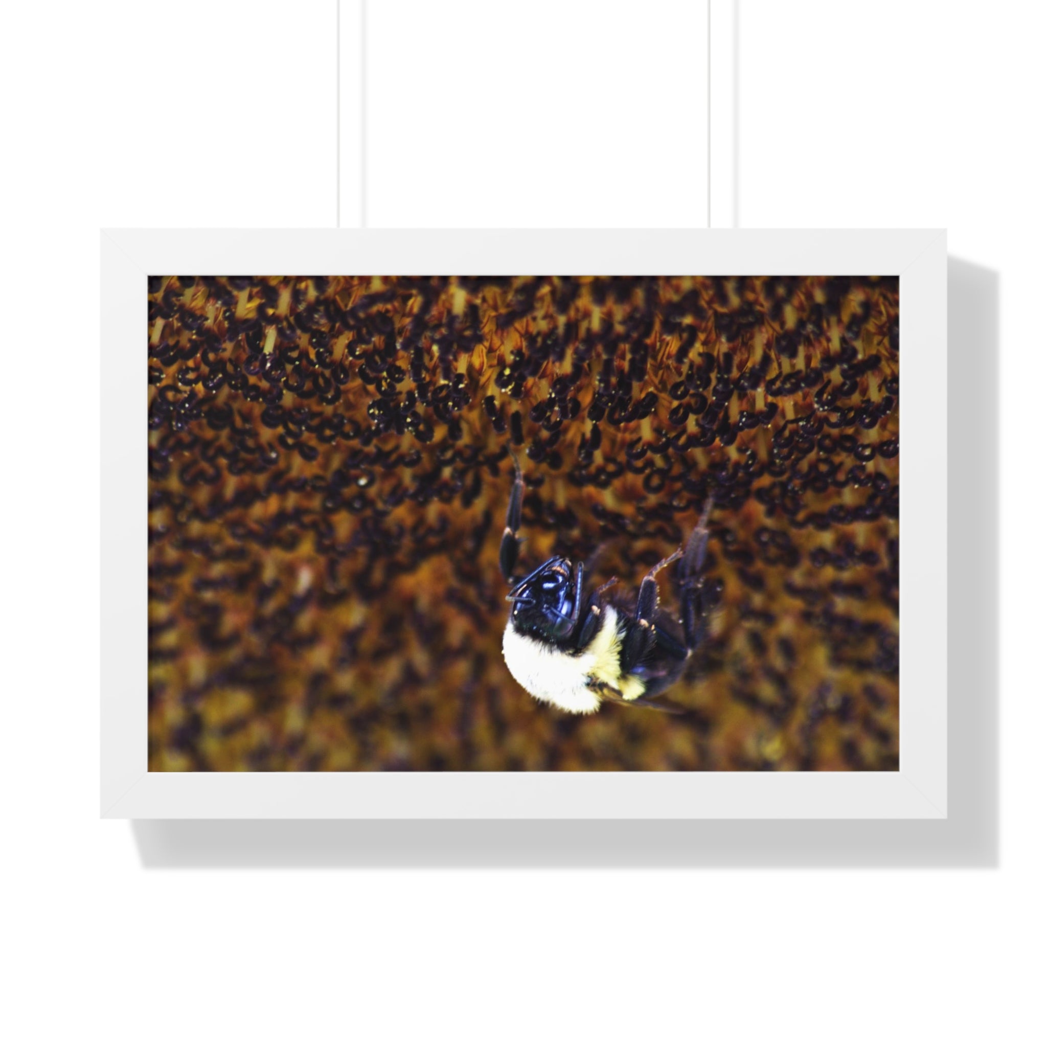 Bumblebee on Sunflower - Framed Horizontal Poster