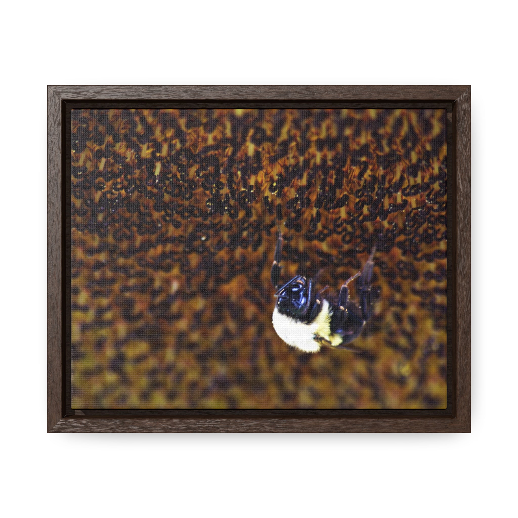 Bumblebee on Sunflower -- Gallery Canvas Wraps, Horizontal Frame