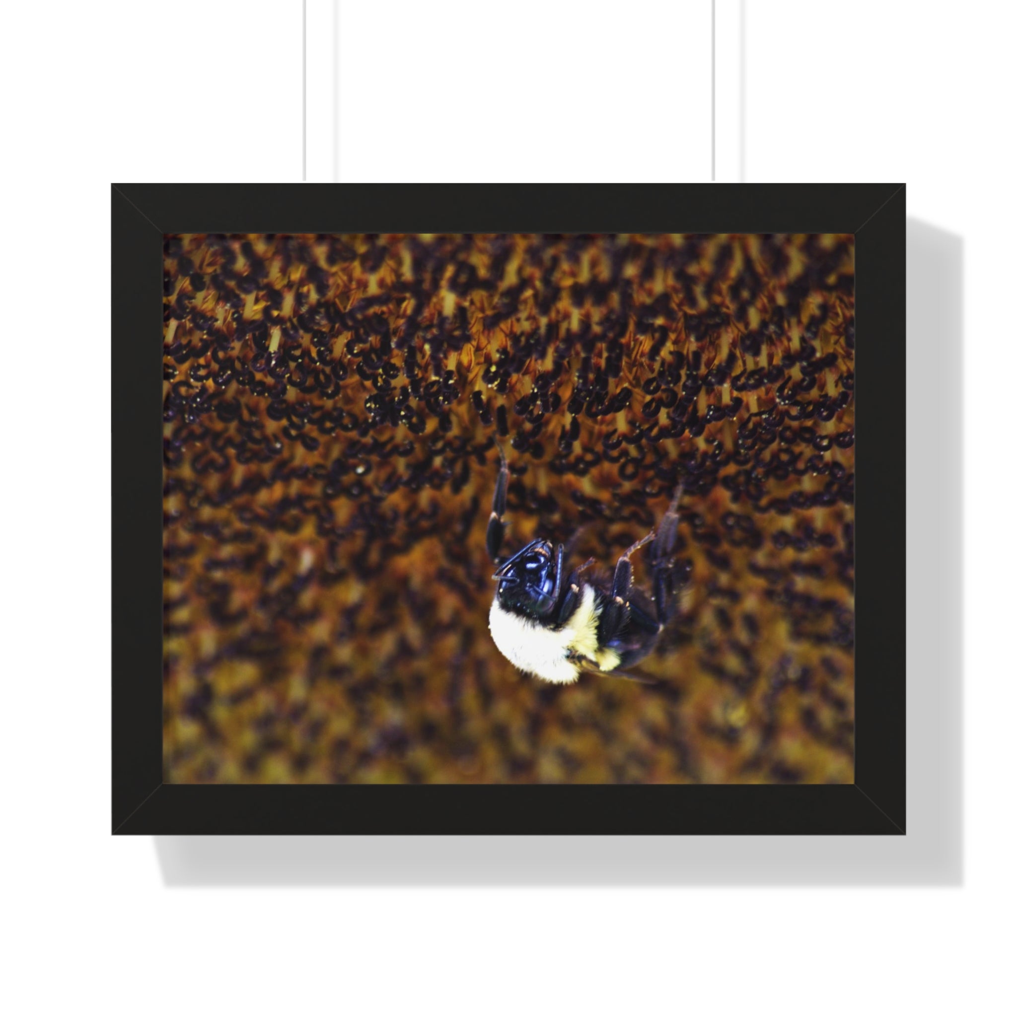 Bumblebee on Sunflower - Framed Horizontal Poster