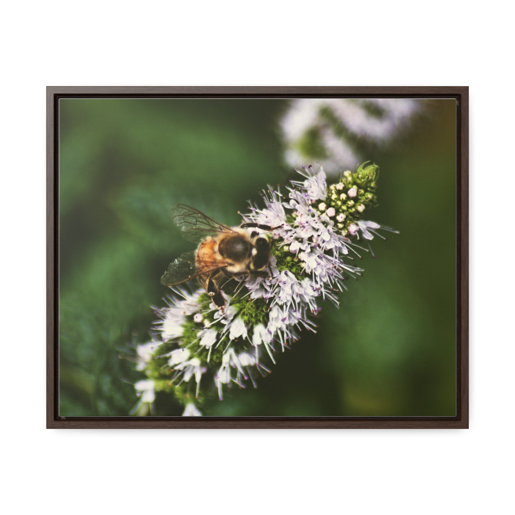 Honeybee on Mint - Gallery Canvas Wraps, Horizontal Frame