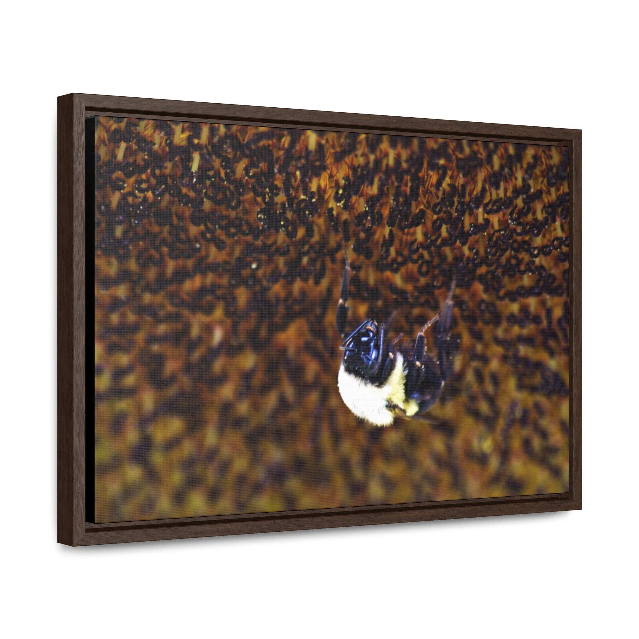 Bumblebee on Sunflower -- Gallery Canvas Wraps, Horizontal Frame