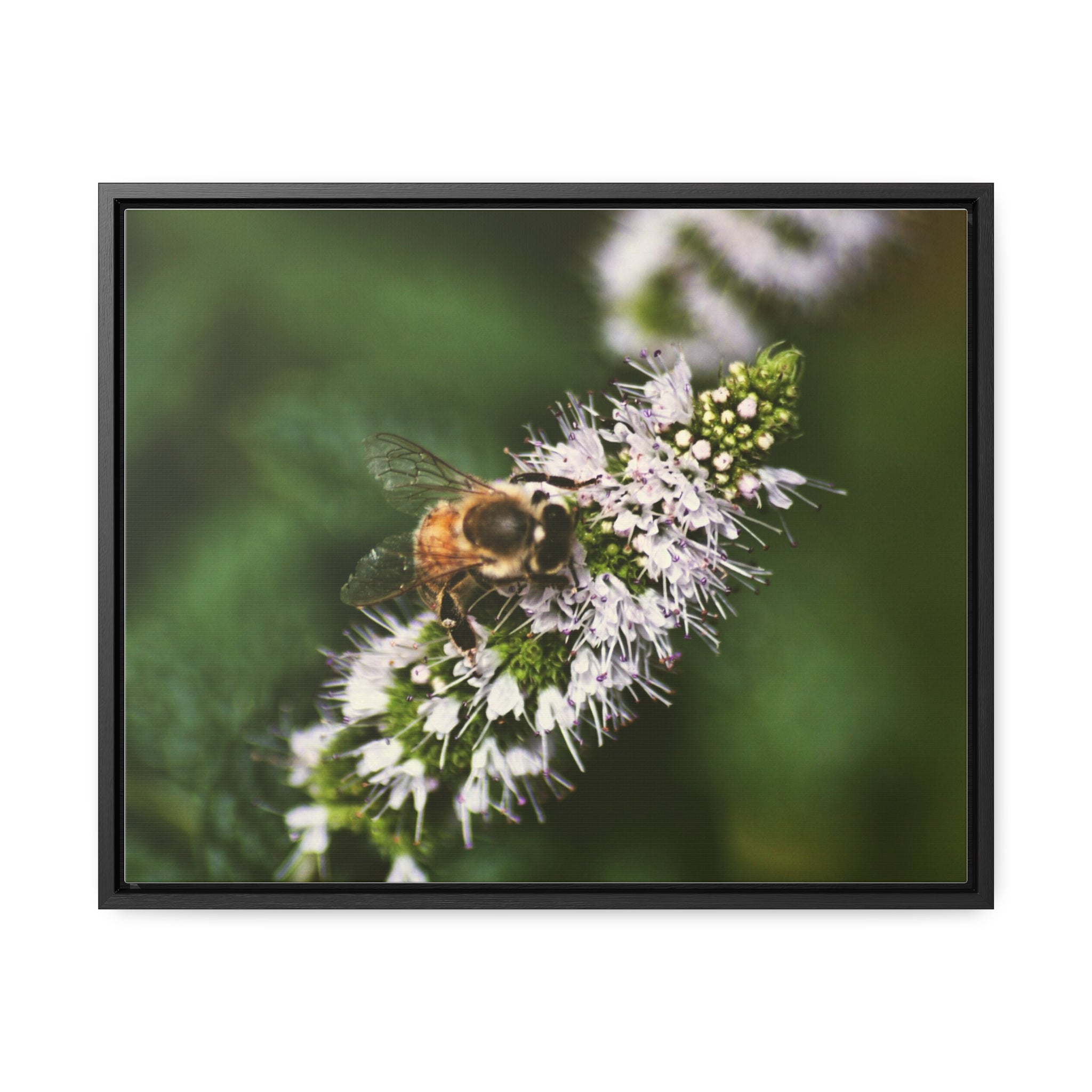 Honeybee on Mint - Gallery Canvas Wraps, Horizontal Frame