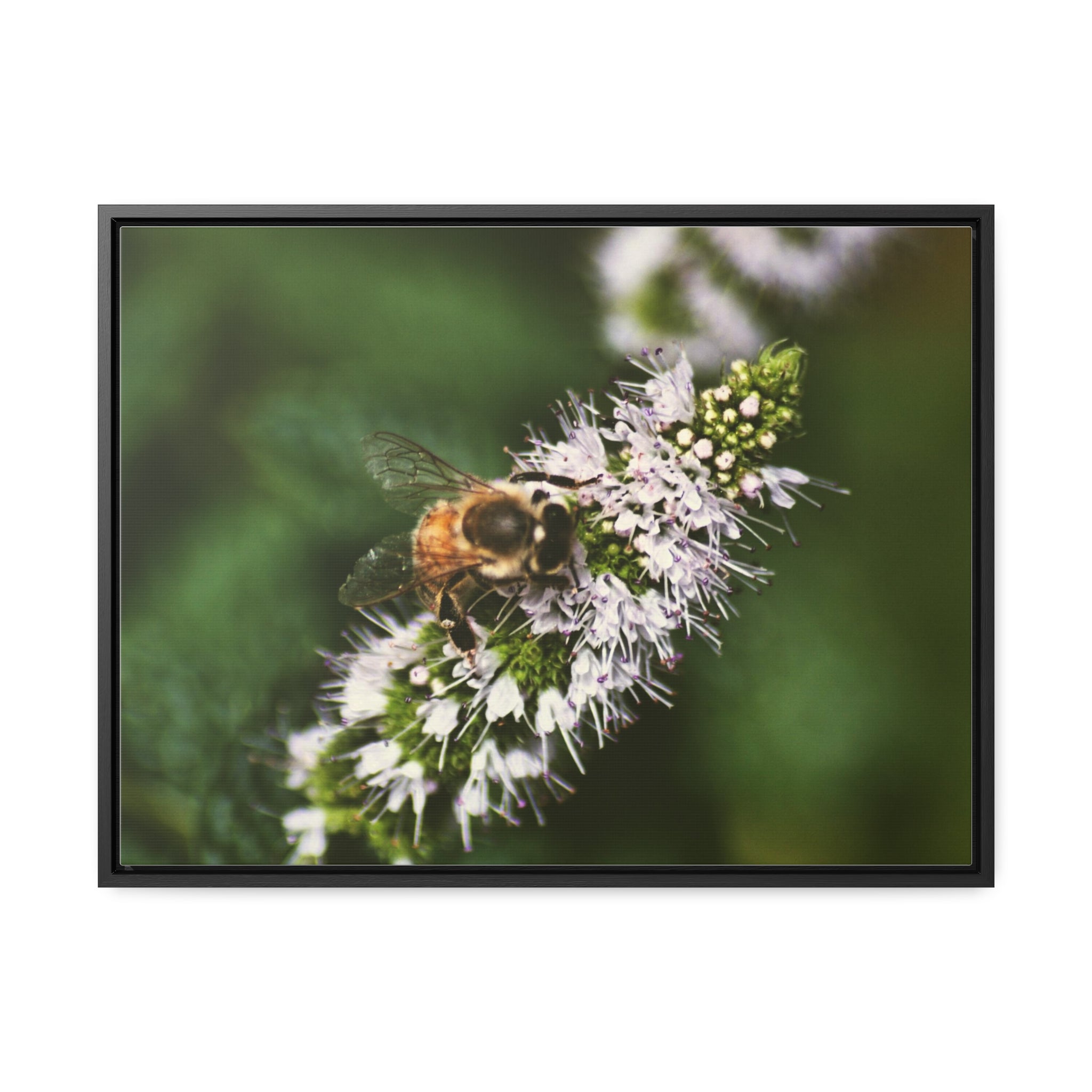 Honeybee on Mint - Gallery Canvas Wraps, Horizontal Frame