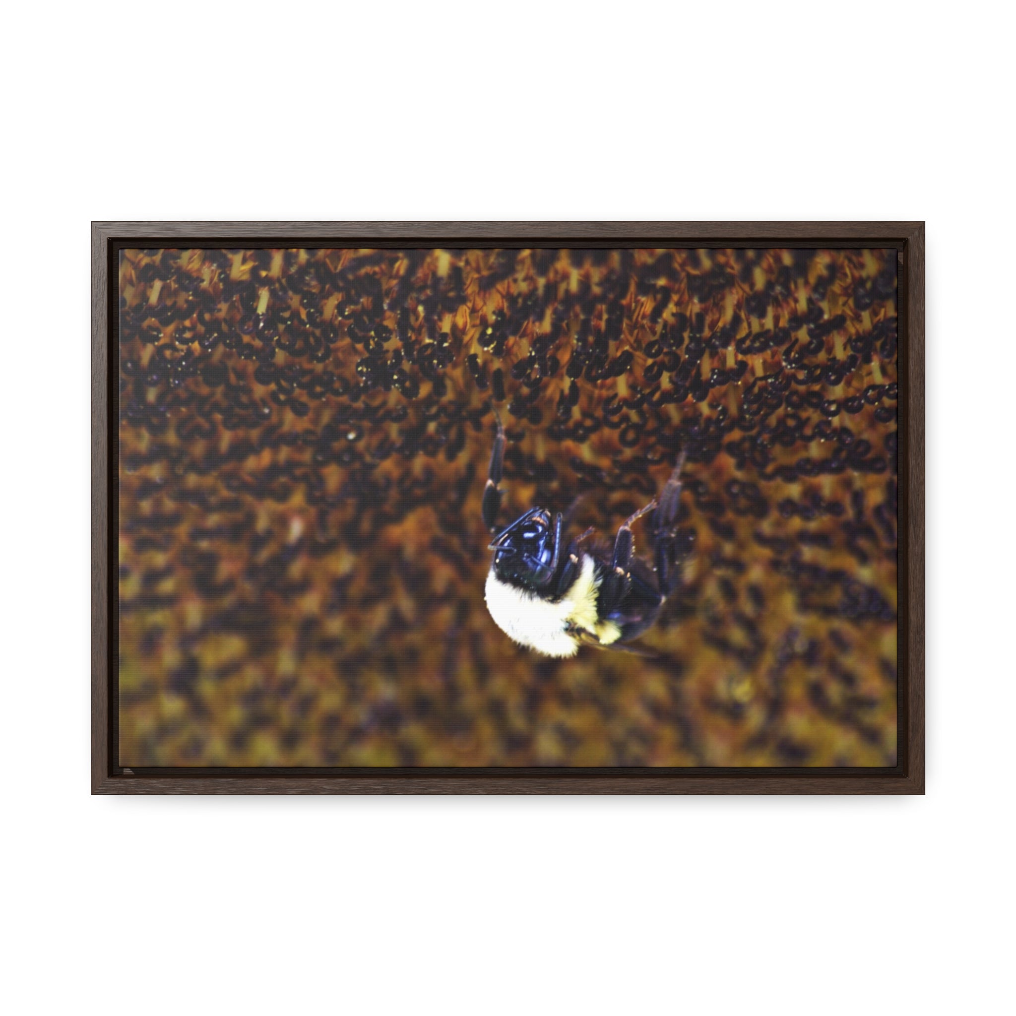 Bumblebee on Sunflower -- Gallery Canvas Wraps, Horizontal Frame