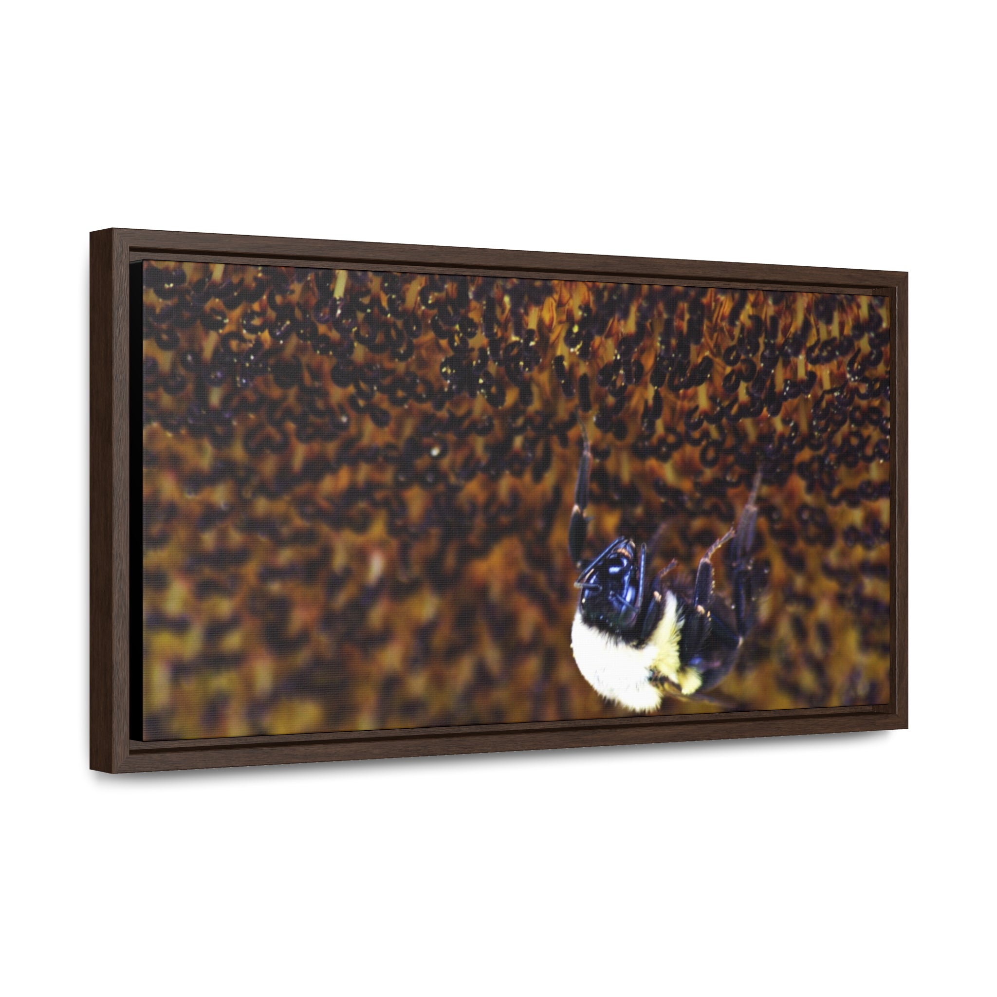 Bumblebee on Sunflower -- Gallery Canvas Wraps, Horizontal Frame