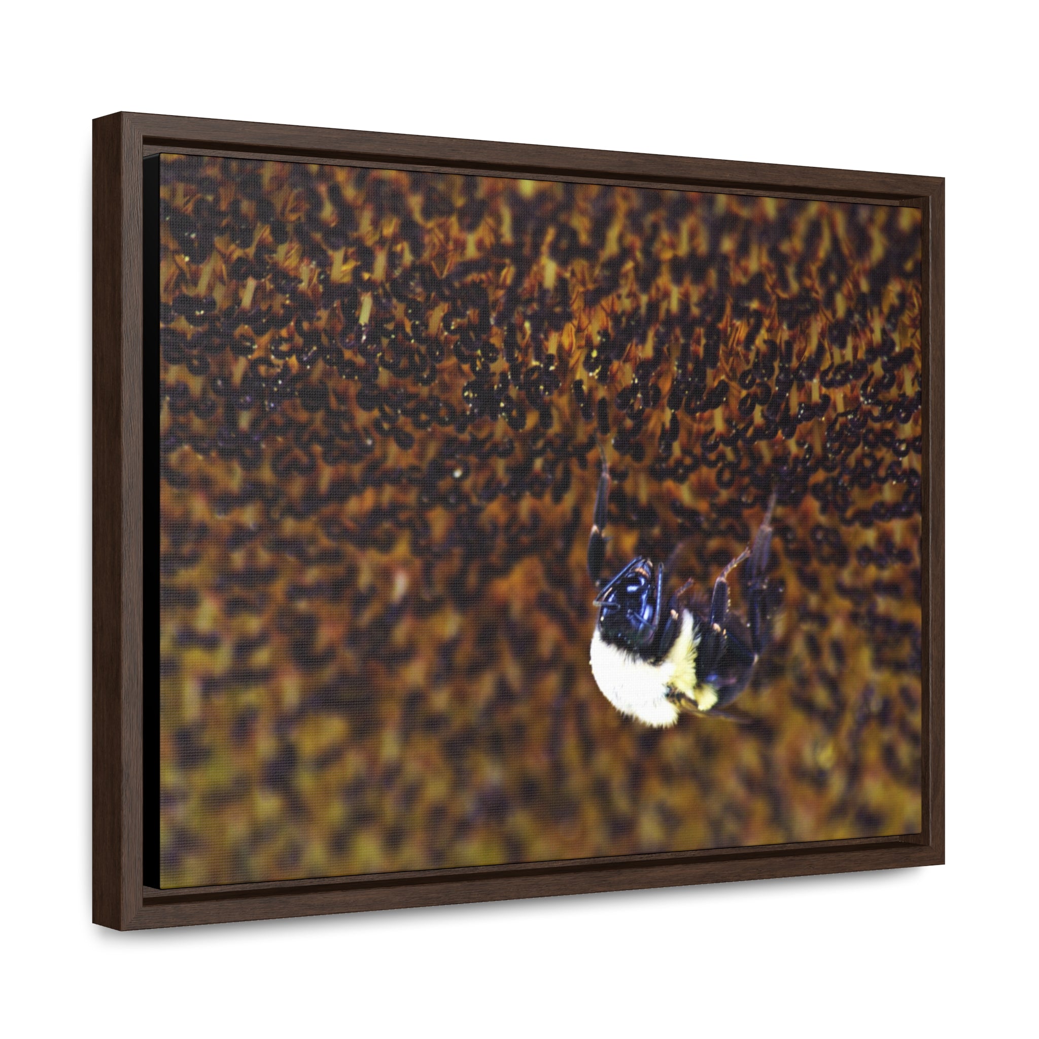 Bumblebee on Sunflower -- Gallery Canvas Wraps, Horizontal Frame