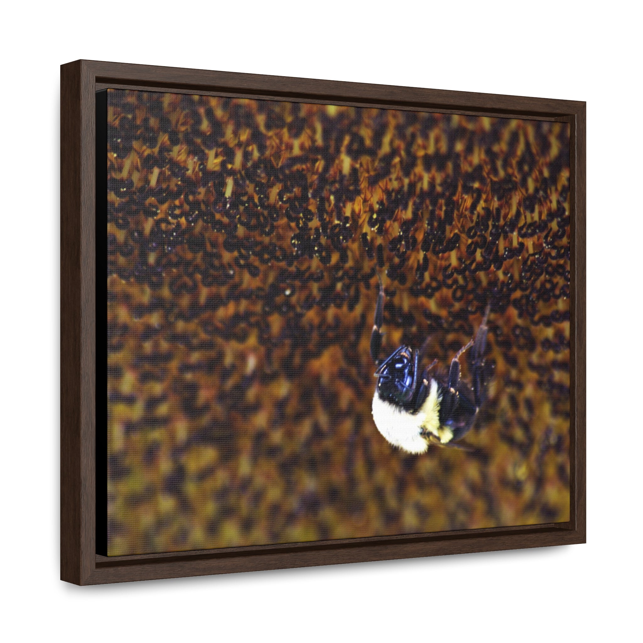 Bumblebee on Sunflower -- Gallery Canvas Wraps, Horizontal Frame