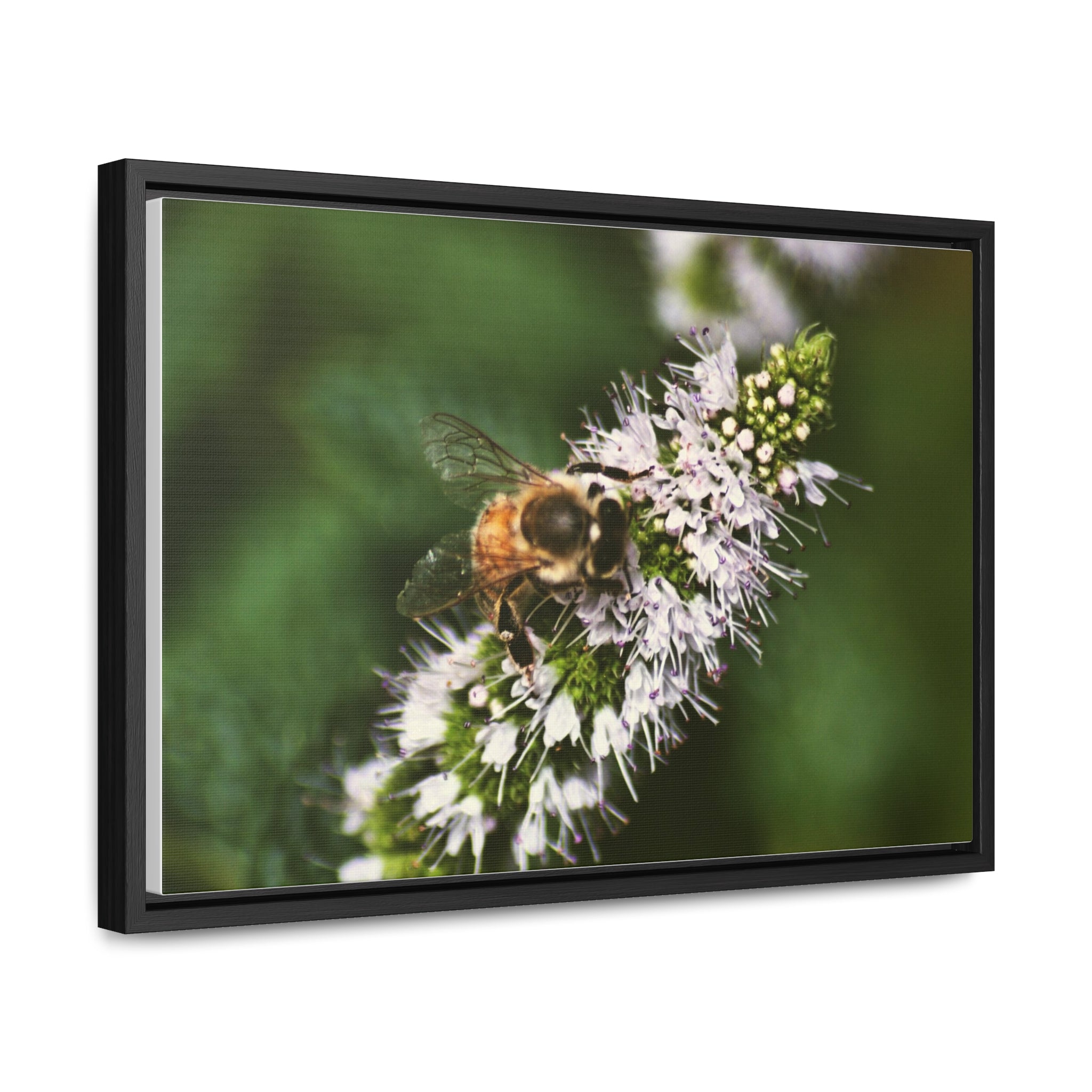 Honeybee on Mint - Gallery Canvas Wraps, Horizontal Frame
