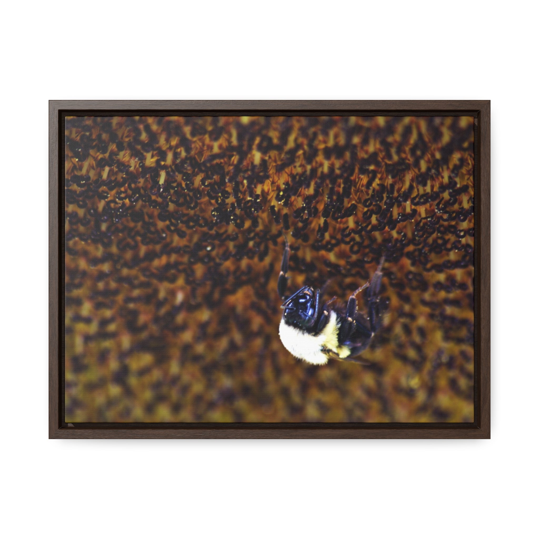 Bumblebee on Sunflower -- Gallery Canvas Wraps, Horizontal Frame