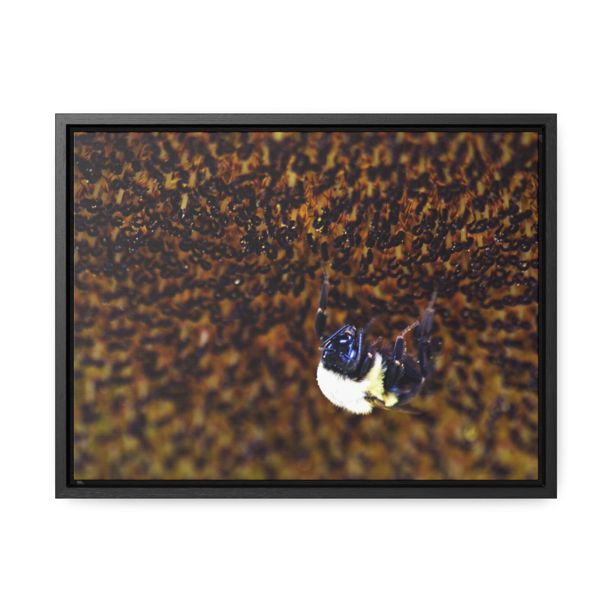 Bumblebee on Sunflower -- Gallery Canvas Wraps, Horizontal Frame
