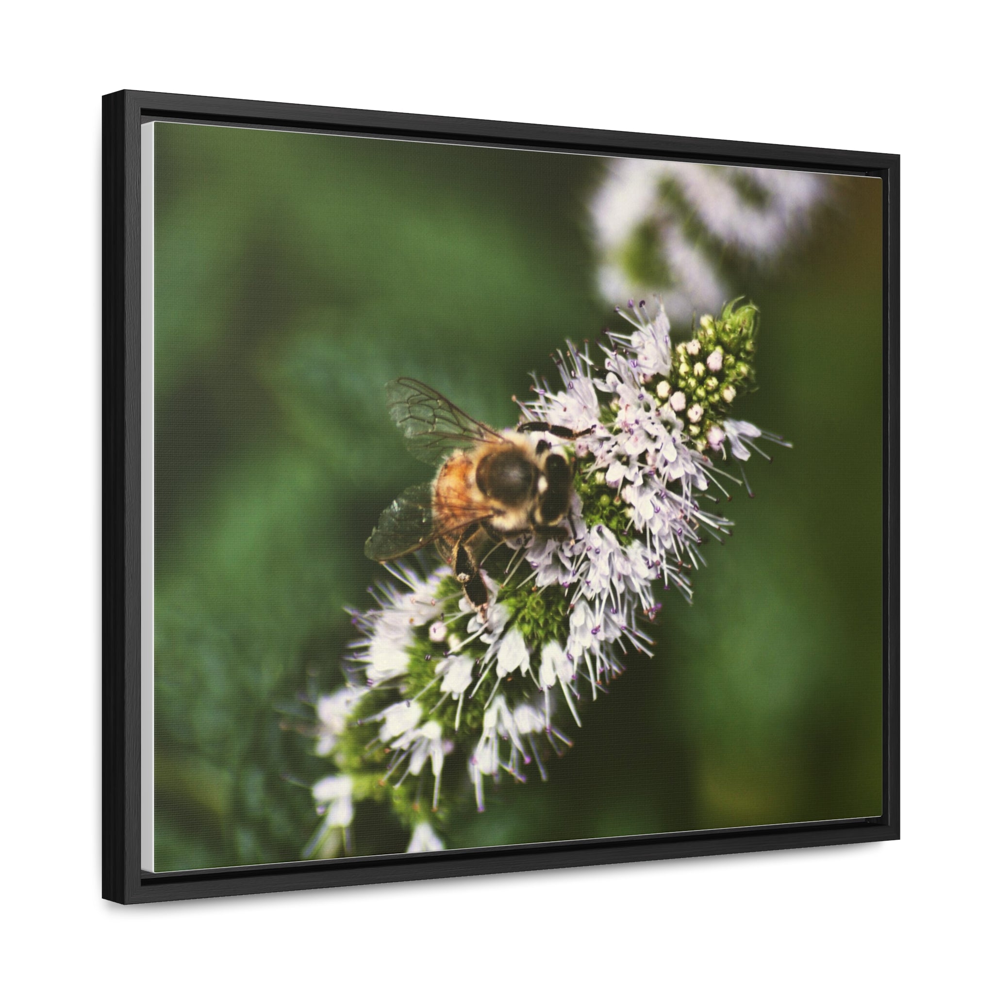 Honeybee on Mint - Gallery Canvas Wraps, Horizontal Frame