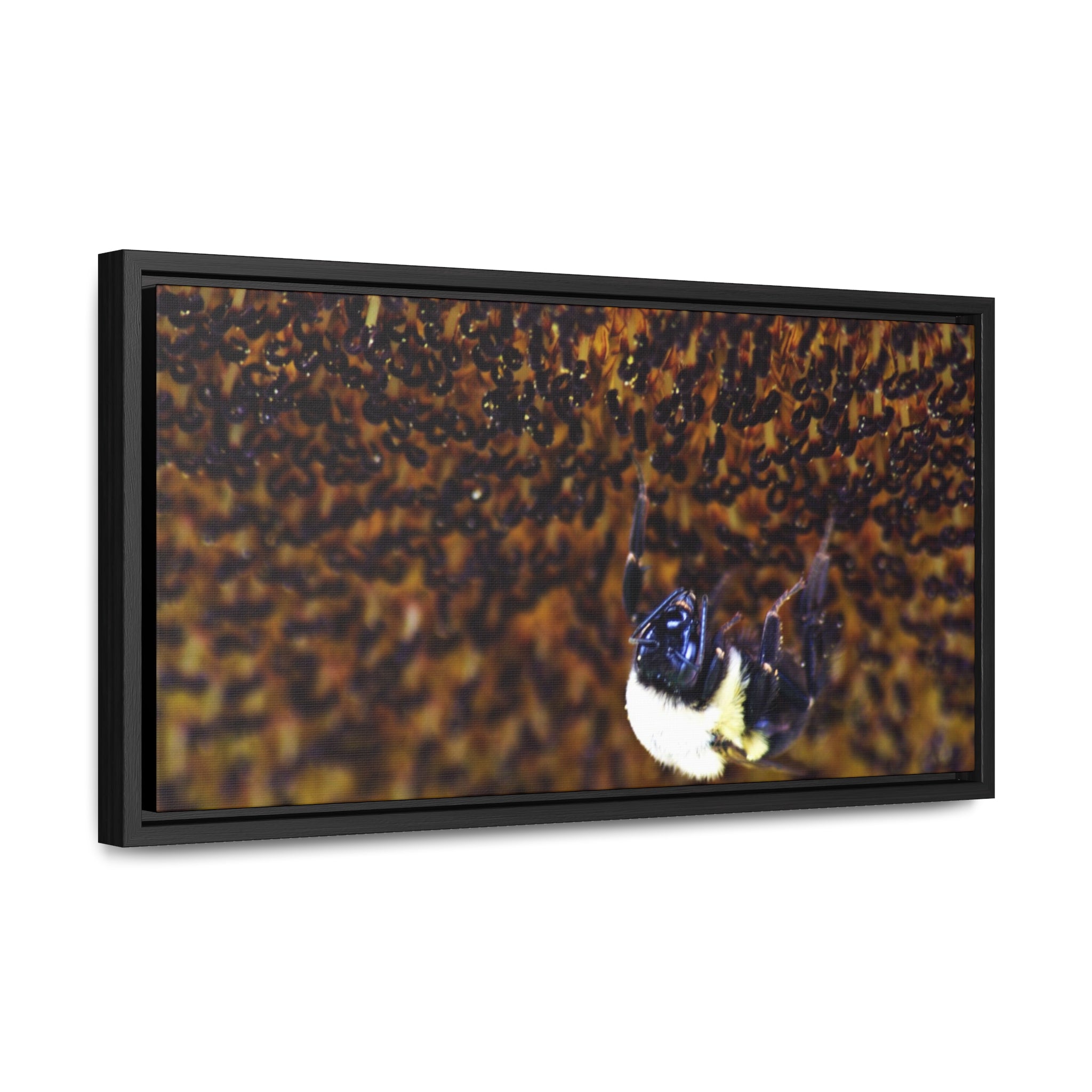 Bumblebee on Sunflower -- Gallery Canvas Wraps, Horizontal Frame