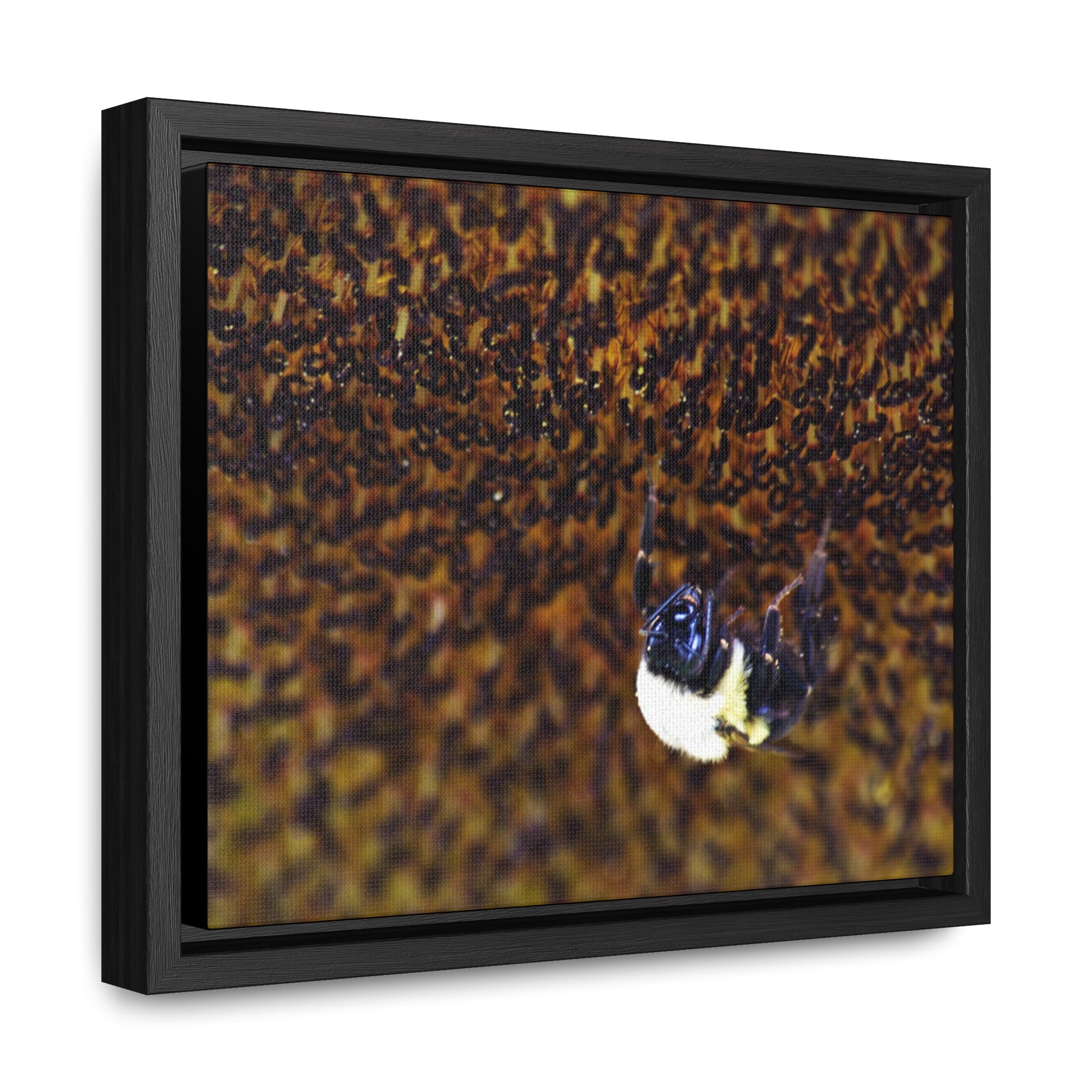 Bumblebee on Sunflower -- Gallery Canvas Wraps, Horizontal Frame