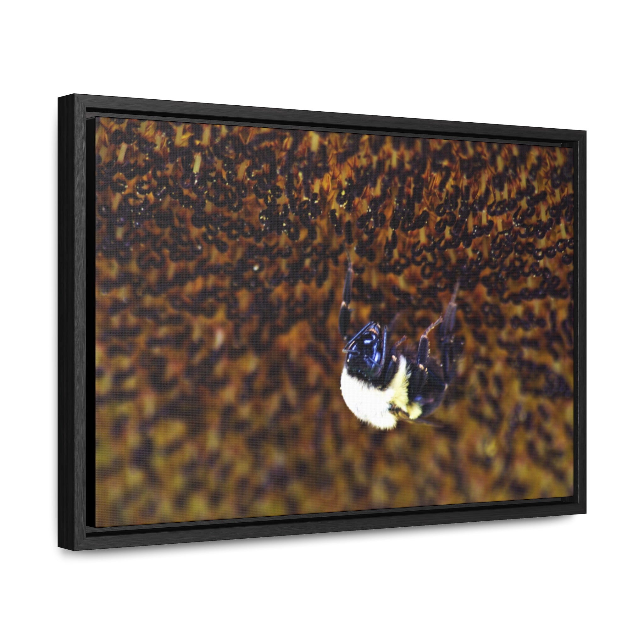 Bumblebee on Sunflower -- Gallery Canvas Wraps, Horizontal Frame
