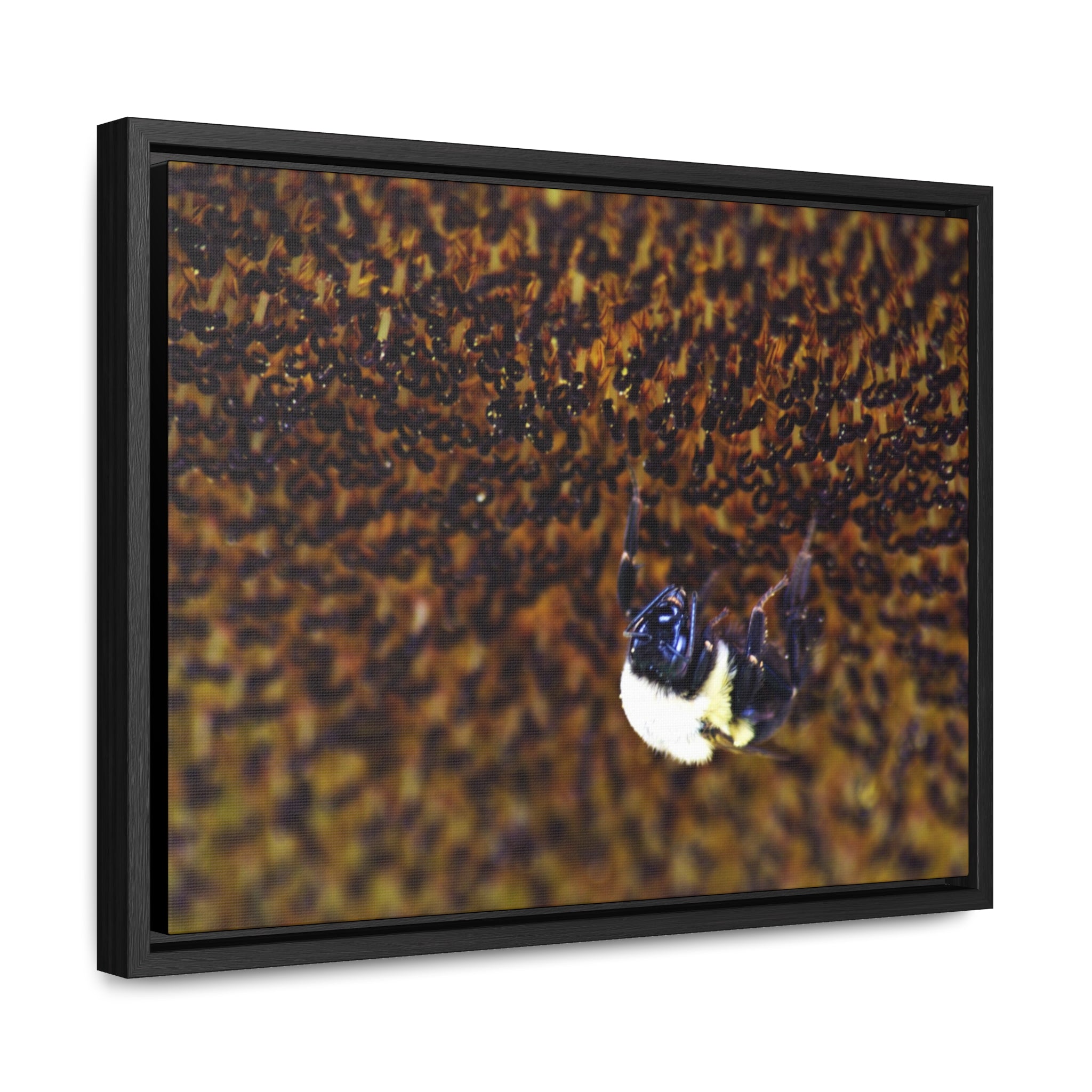 Bumblebee on Sunflower -- Gallery Canvas Wraps, Horizontal Frame