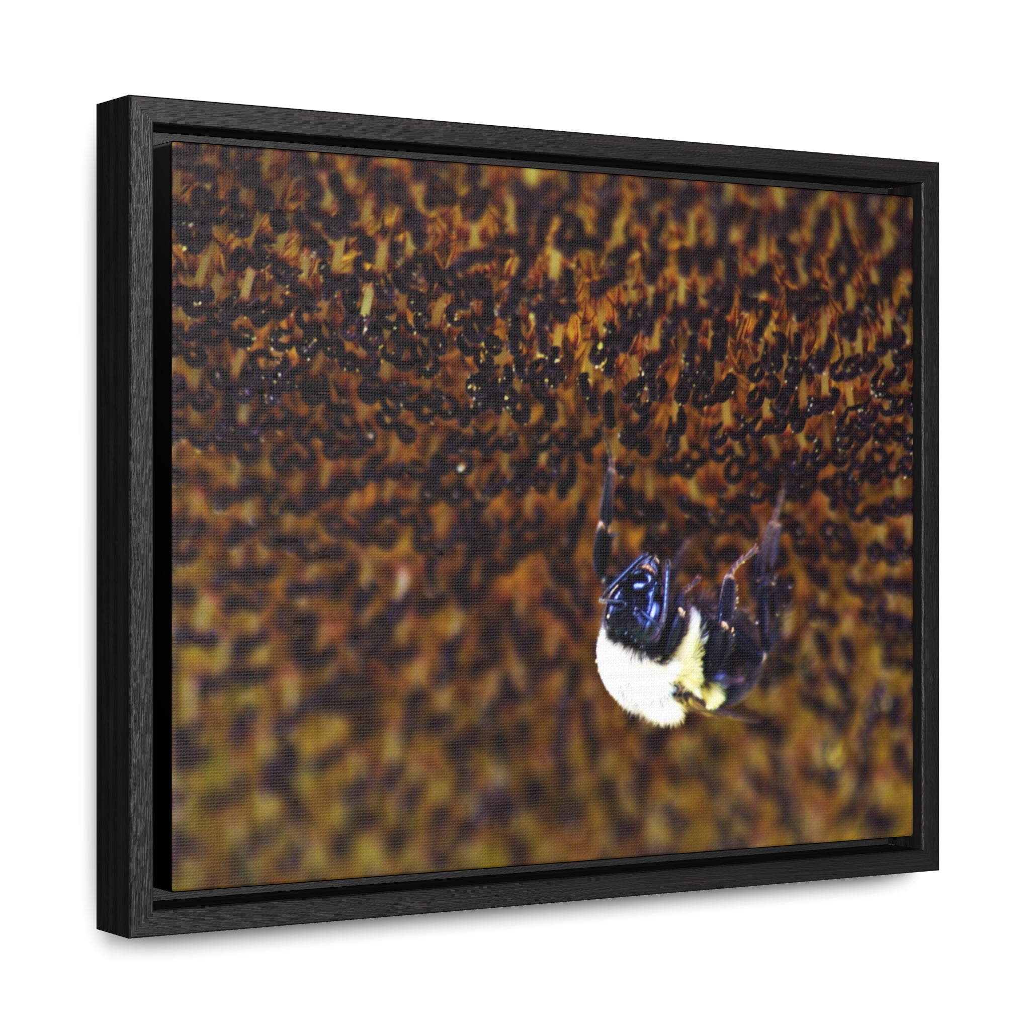 Bumblebee on Sunflower -- Gallery Canvas Wraps, Horizontal Frame