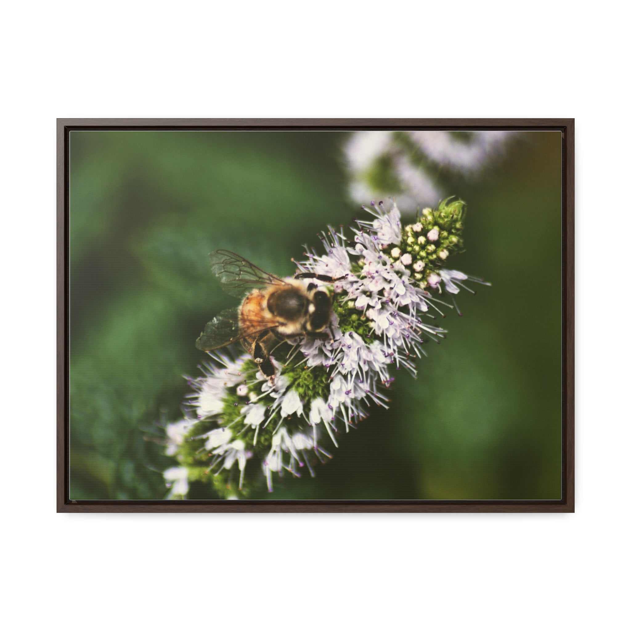 Honeybee on Mint - Gallery Canvas Wraps, Horizontal Frame