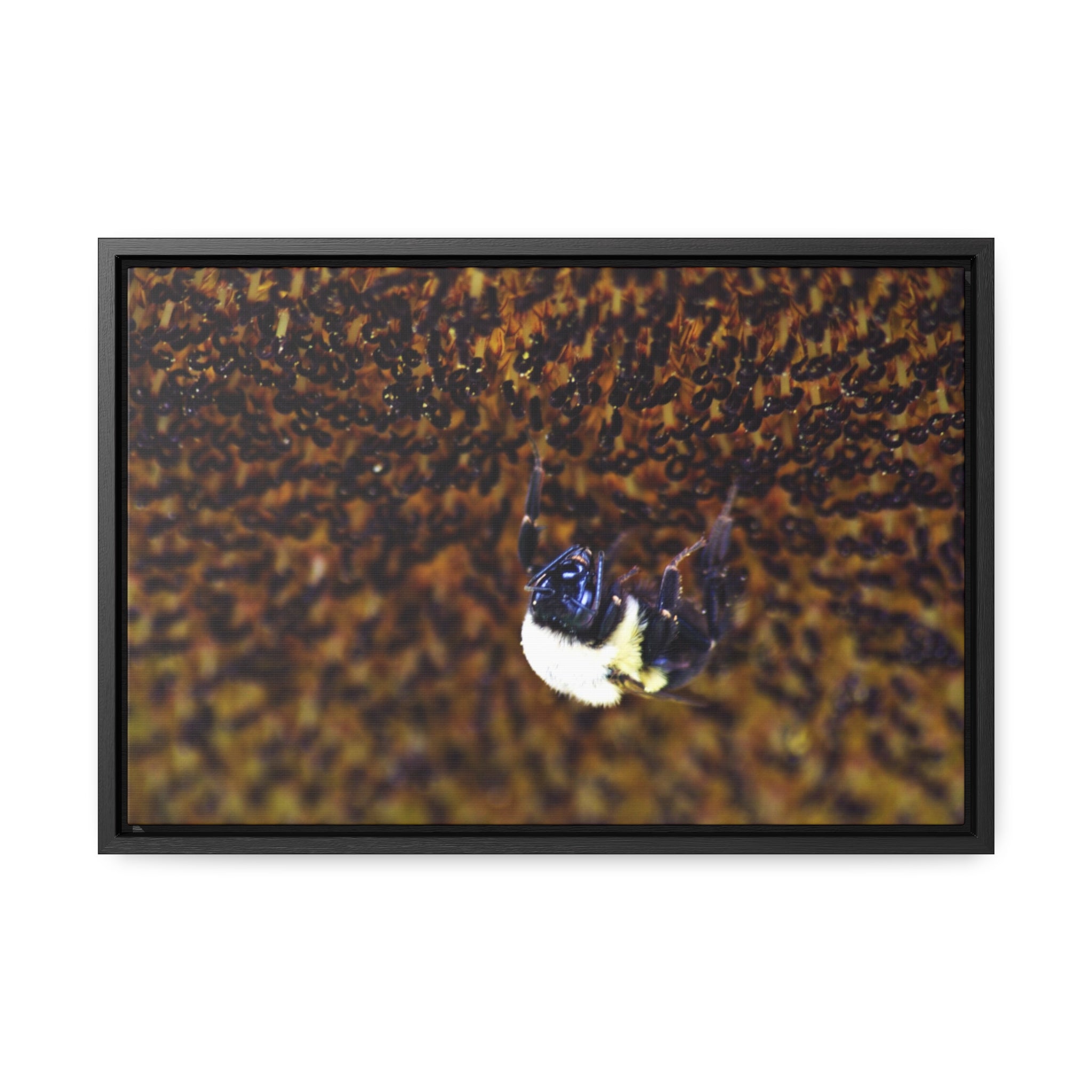 Bumblebee on Sunflower -- Gallery Canvas Wraps, Horizontal Frame