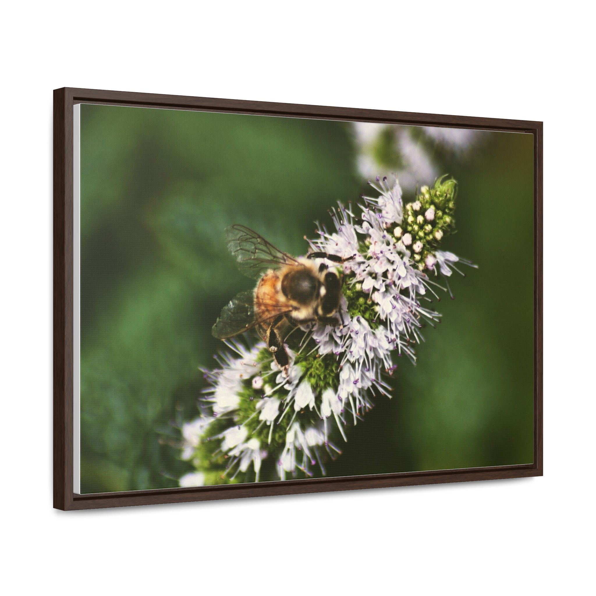 Honeybee on Mint - Gallery Canvas Wraps, Horizontal Frame